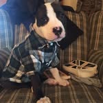 Phillip Daniel - @phillipdpitbull - Instagram