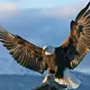 Eagle - @phillipineseagle - TikTok