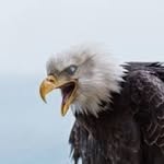 P.H.L - @phillipeagles45 - Instagram