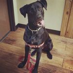 Phillip Farris - @phillip_thebigblackdog - Instagram