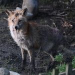Phillip Fox - @phillipfoxyroyal - Instagram