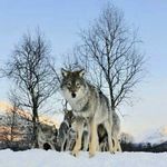 Aryan - @phillipgilstrap_324e2 - Instagram