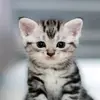 Phillip German - @phillip.german0 - TikTok