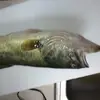 philliphatton - @phillip.hatton3 - TikTok