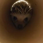 Phillip Julius - @pj_the_hedgey - Instagram