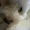 Phillip Kang424 - @pkang0103 - TikTok