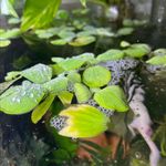 Phillip and Lilly - @mexicanmudpuppies - Instagram