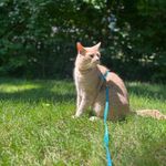 Phillip Tony and Marvin! - @pacefamilycats - Instagram