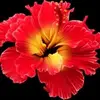 Prasanth_Rahman - @pphillip_maynard - TikTok