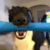 mcdaniel_phillip - @mcdaniel_phillip - TikTok