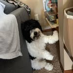 PHIL - @phillipmoedoggy - Instagram
