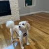 Daisy - @phillipnagy1 - TikTok