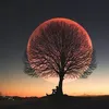 Krishan_Ghorela - @phillip.j.navatt - TikTok