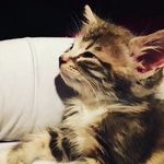 phillip paez - @pdog2802 - Instagram