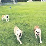 Hank💙Peter💛Phillip🧡Ryder - @houseofbulliez - Instagram