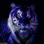 Phillip Tiger - @philliptiger - Instagram