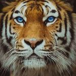 @phillip_tiger_ - Instagram
