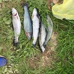 @trout_hunter_phillip - Instagram