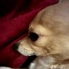 Phillip Vo - @phillip.vo - TikTok