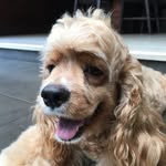 American Cocker Spaniel - @phillip.yiyip - Instagram