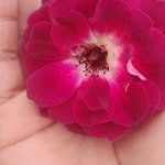 phillischanetsa - @phillischanetsa - Instagram