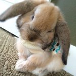 Phineas Smith - @finny_bunbun - Instagram