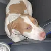 phoebelynnabrams - @pheebslynn - TikTok