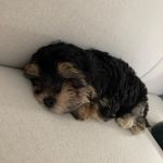 Phoebe Coco barnes (maltipoo)🌸 - @phoebe_.barnes - Instagram