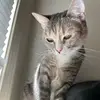 Phoebe Beanie - @phoebe.beanie - TikTok