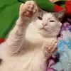 phoebe - @phoebebeanfwuut - TikTok