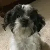 phoebe the bean - @phoebethebean - TikTok