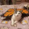 Phoebebean 🫘 🐈 🥰 - @phoebebeanfwuutbean - TikTok