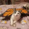 Phoebebean🐈&Oliverbear🐈‍⬛ - @phoebebeanoliverbear - TikTok
