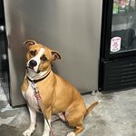 Phoebe - @phoebe_the_brewery_dog - Instagram