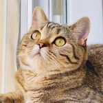 Phoebe Buffay The Cat - @phoebethetabbycat2020 - Instagram
