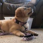 Phoebe Burgess - @adventures_with_lucy__ - Instagram