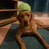 Phoebeandbusby - @phoebeandbusby - TikTok