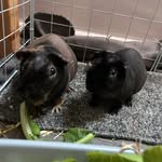 Phoebe Carr - @hihihi_44567 - Instagram