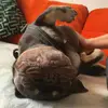 Phoebe the naughty Frenchie - @phoebecarr0 - TikTok