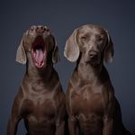 Maxie and Phoebe Casey. - @adventures_of_the_weimsisters - Instagram