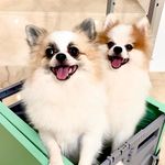 Clay & Phoebe - @clay_phoebe_thepome - Instagram