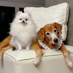 Phoebe.Cookie.Teddy - @phoebe_cookie_teddy - Instagram