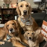 Phoebe, Cooper & Winston Misero - @phoebecooperwinstonmisero - Instagram