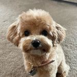 Phoebe The Maltipoo 🦴🐶 - @phoebe_crowe_matipoo_ - Instagram