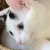phoebe evans <3 - @phoebe.e.backup - TikTok