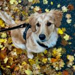 Phoebe | Field Golden Retriever - @the.golden_phoebe - Instagram
