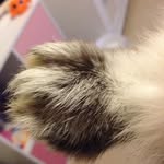 Phoebe Gilbert - @samson_pgtips - Instagram