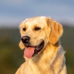 Phoebe 🐶 - @phoebe_herzenshund - Instagram