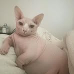 Phoebe He - Facebook