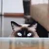 Phoebe - @phoebehebe - TikTok